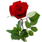 bloemen