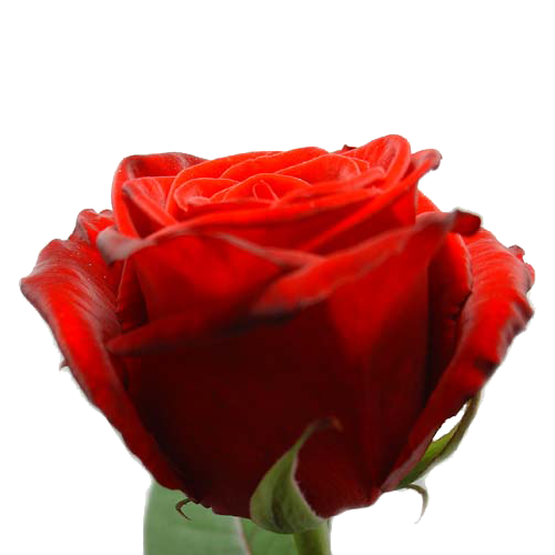 valentijntje, Liefde, Love, Meer Valentijn bloemen cadeaus, Bloemen, Valentijnsdag bloemen en rozen